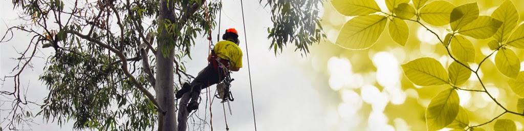 All About Tree Services | 8 Mount Olive Ct, Mudgeeraba QLD 4213, Australia | Phone: 0414 304 916