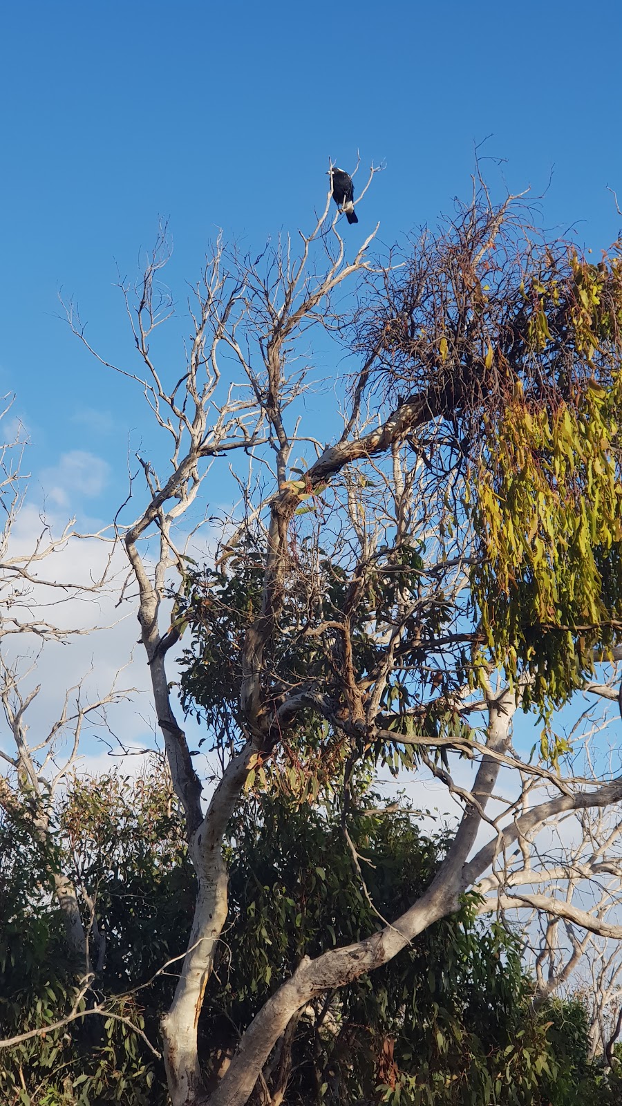 Aldinga Scrub Conservation Park | Aldinga Beach SA 5173, Australia