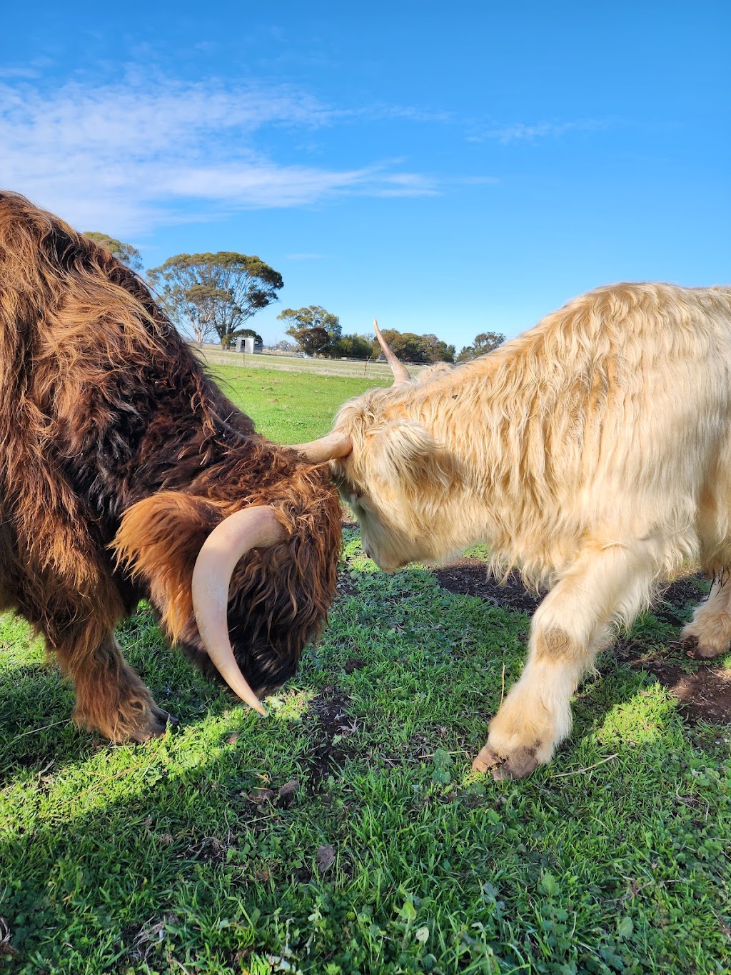 Point Little Farm | 687 Echuca West School Rd, Echuca West VIC 3564, Australia | Phone: 0407 703 198