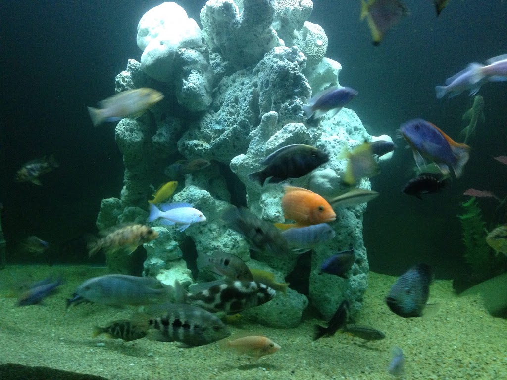 Coral Madness | aquarium | Shop 3/60 Lakeside Dr, Kanahooka NSW 2530, Australia | 0242609551 OR +61 2 4260 9551