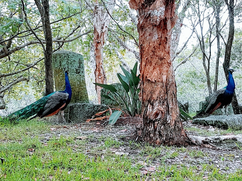 Peacock enclosure | park | Surfers Paradise QLD 4217, Australia