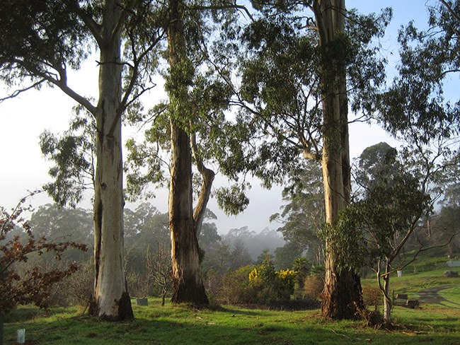 Tasmanian Arboretum | 46 Old Tramway Rd, Eugenana TAS 7310, Australia | Phone: (03) 6427 2690