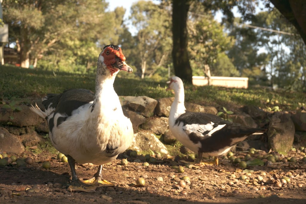 Maleny Homestead & Cottage | lodging | 21 Centenary Dr, Maleny QLD 4552, Australia | 0427421196 OR +61 427 421 196