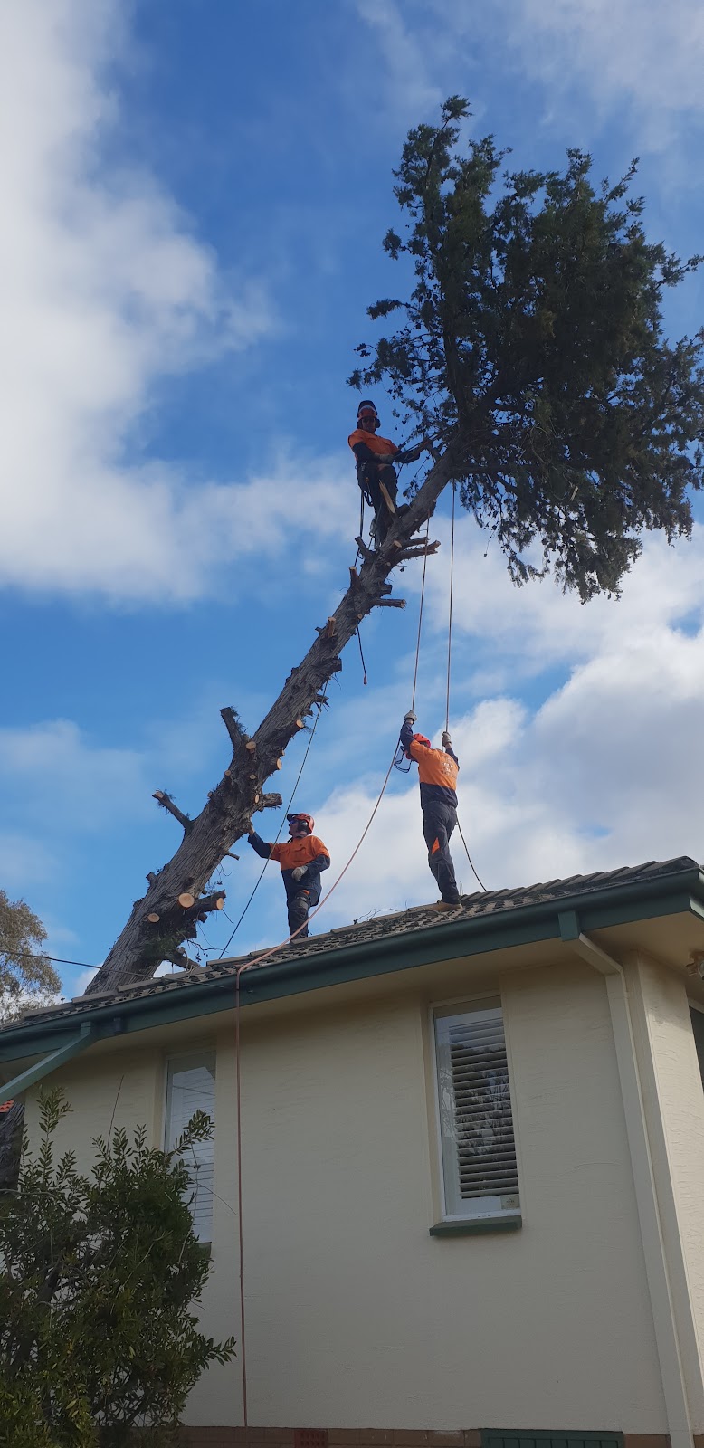 Lances Tree Care | 58 Kinabalu Dr, Tamborine Mountain QLD 4272, Australia | Phone: 0419 181 919