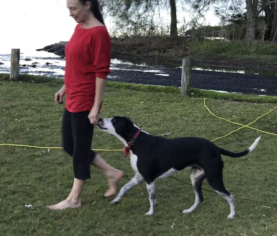 Dogs Love | 3 Delia Ave, Budgewoi NSW 2262, Australia | Phone: 0402 126 029