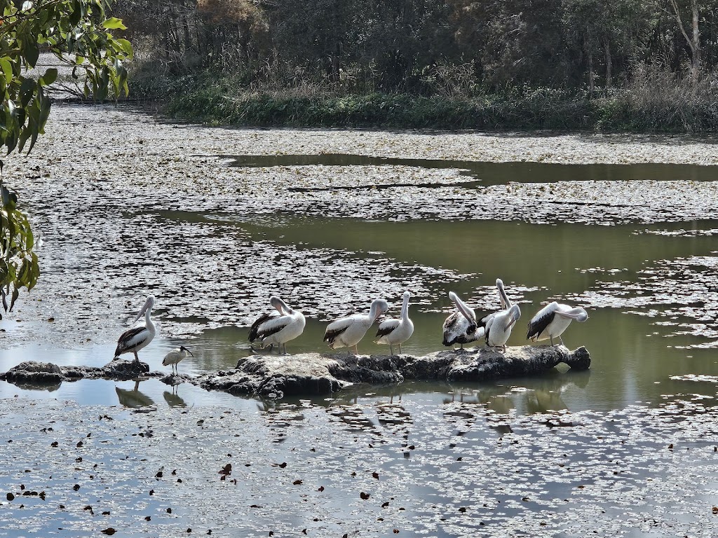 SW1 – Berrinba Wetlands | Wayne Goss Dr, Browns Plains QLD 4118, Australia | Phone: (07) 2899 7353