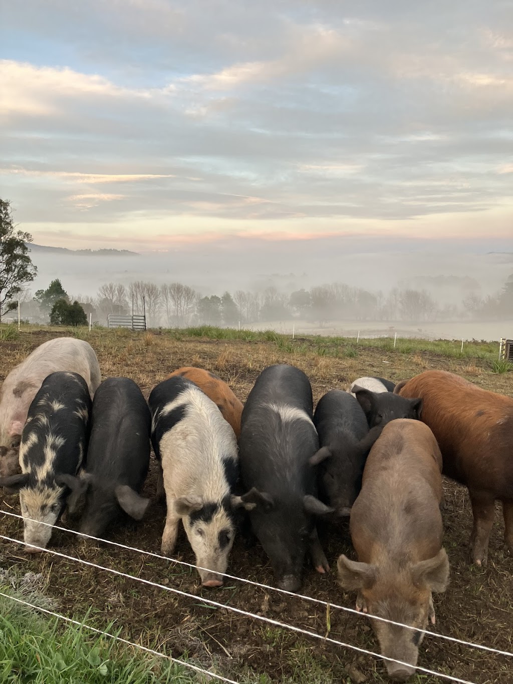 Appinoka Regenerative Farming | 36 Waggs Rd, Mountain River TAS 7109, Australia | Phone: 0457 207 638