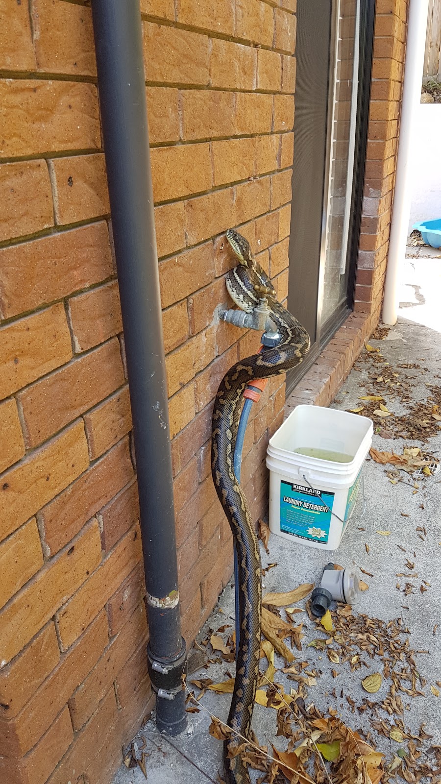 A1 Snake Relocations - Snake Catcher Petrie, Eatons Hill, Cashme | home goods store | 31 Rolland Parade, Warner QLD 4500, Australia | 0407129260 OR +61 407 129 260