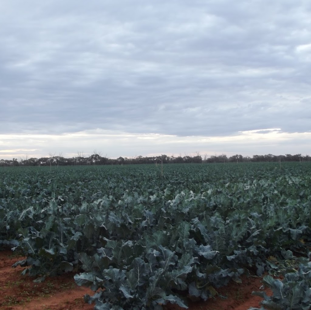 Boeill Creek Nursery | 224 Boeill Creek Rd, Boeill Creek NSW 2739, Australia | Phone: (03) 5023 7087