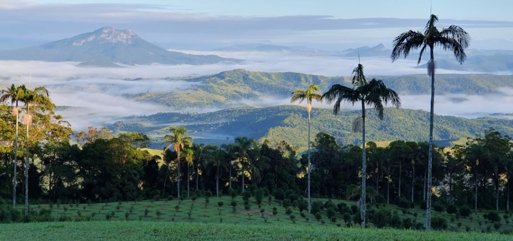 Scenic Rim Finger Limes | 542 Philp Mountain Rd, Running Creek QLD 4287, Australia | Phone: 0407 157 152