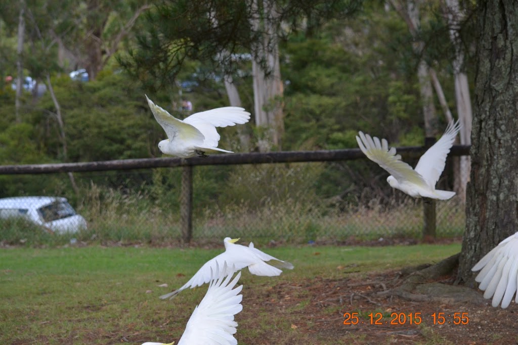 Katoomba Falls Reserve | park | 102B Cliff Dr, Katoomba NSW 2780, Australia