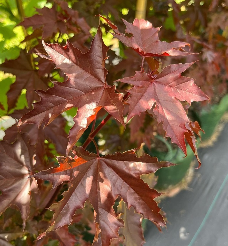 Winwood Advanced Trees | Winwood Advanced Trees, Gordon VIC 3345, Australia | Phone: 0423 336 379