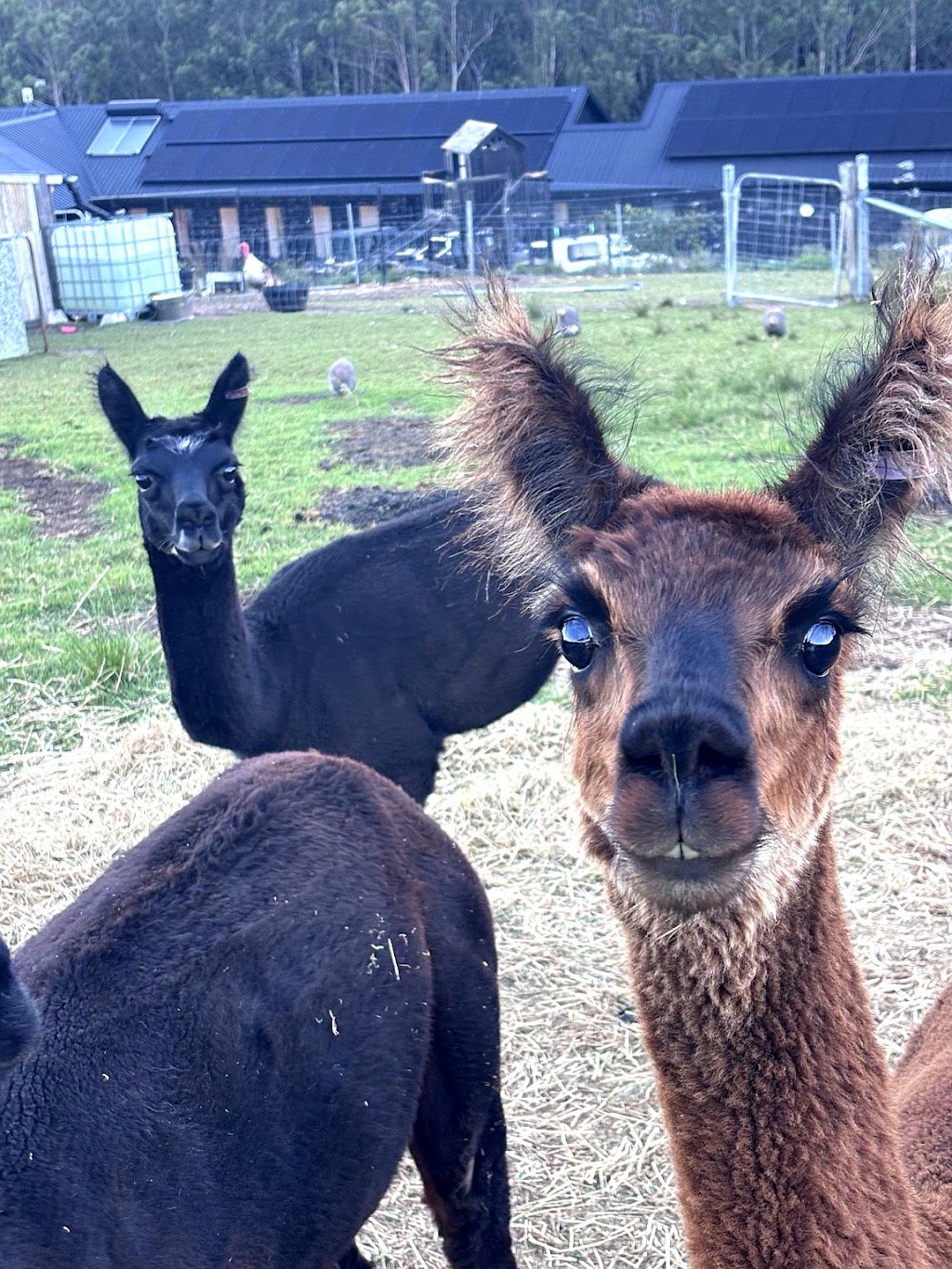 Young Macdonald’s Farm | 121 Flannery Ln, Tapitallee NSW 2540, Australia | Phone: 0412 022 014