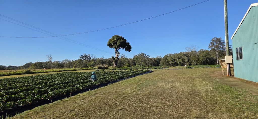 Sweet Acres | 165 Newlands Rd, Wamuran QLD 4512, Australia | Phone: 0459 147 061