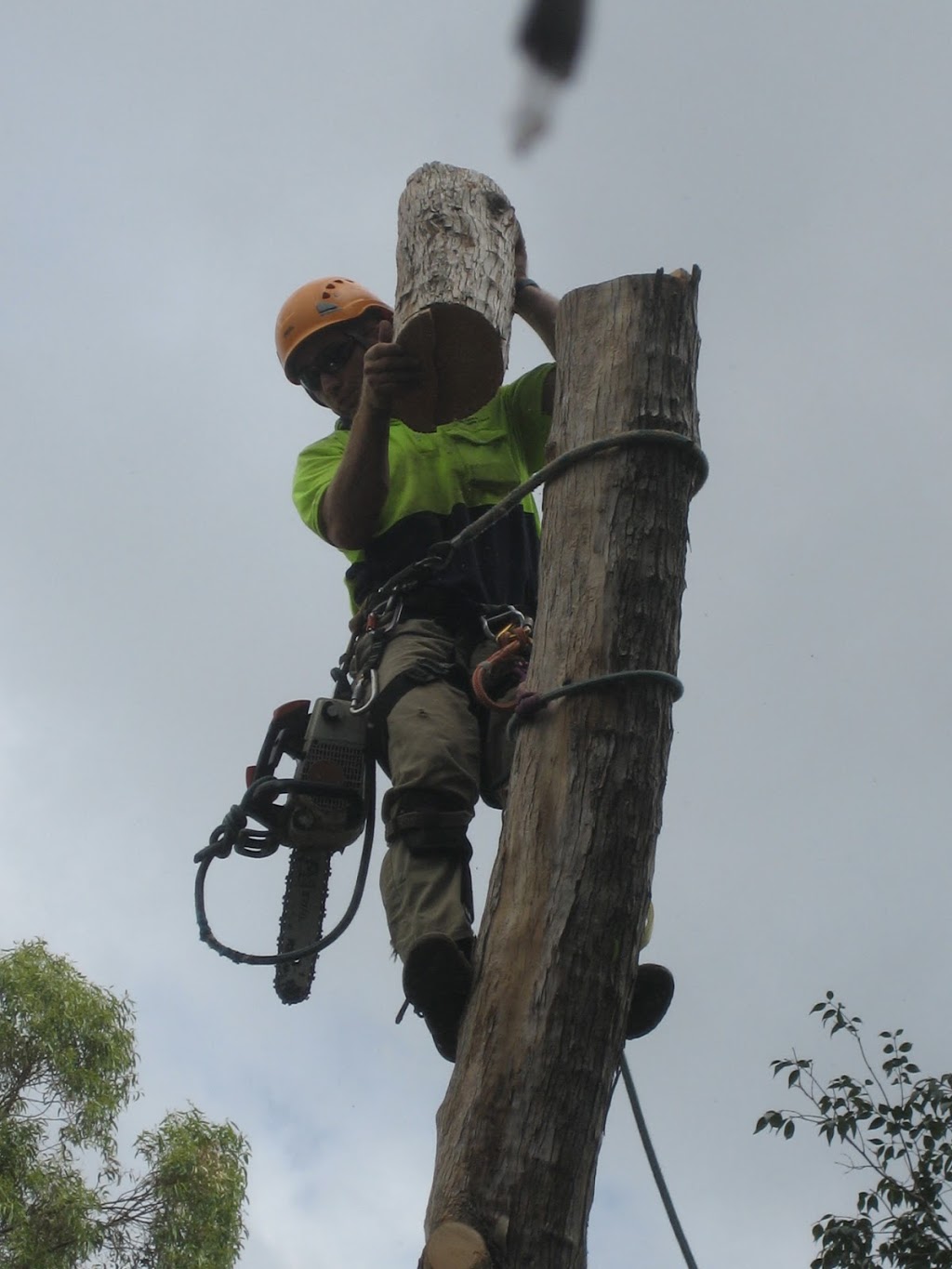 Precision Tree Specialist | 12 Boronia Outlook, Narangba QLD 4504, Australia | Phone: 0410 486 573