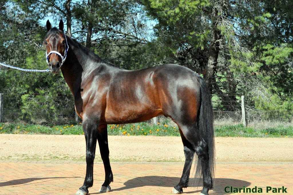 Clarinda Park Horses |  | 274 Back Yamma Rd, Parkes NSW 2870, Australia | 0427415098 OR +61 427 415 098