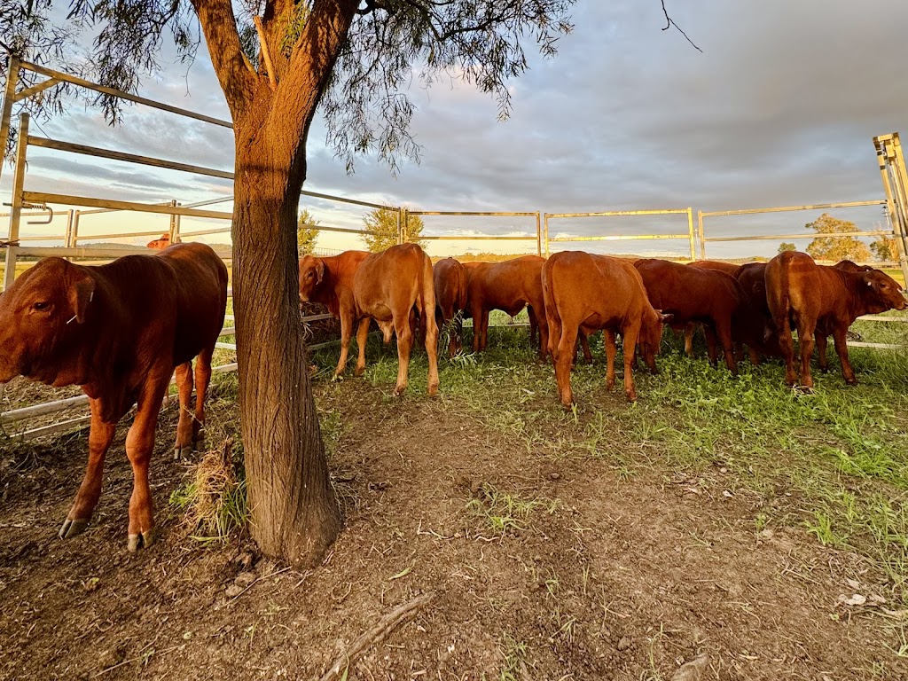 MaiFarmAustralia | 22 Old Laidley Forest Hill Rd, Laidley North QLD 4341, Australia | Phone: 0451 163 075