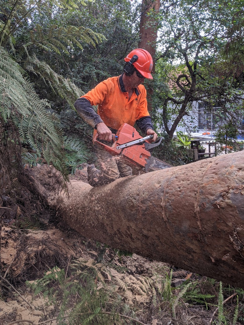 Lilyvale Tree service | 1433 Princes Hwy, Heathcote NSW 2233, Australia | Phone: 0402 657 353