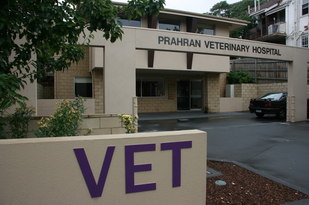 The Cheshire Hotel | veterinary care | 682 Malvern Rd, Prahran VIC 3181, Australia | 0395101335 OR +61 3 9510 1335