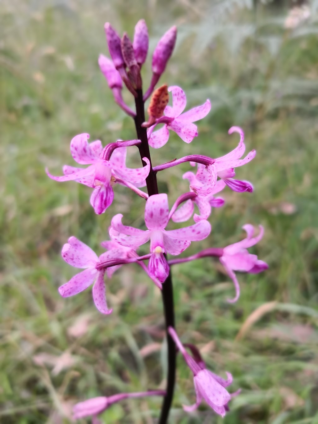 Main Ridge Nature Conservation Reserve | park | 71/79 Barkers Rd, Flinders VIC 3929, Australia | 131963 OR +61 131963