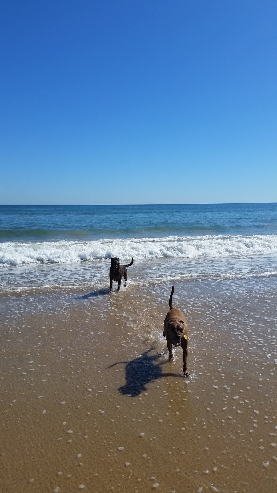 Dog Beach/Off Lead | LOT 806 Gulf Parade, Maslin Beach SA 5170, Australia | Phone: (08) 8384 0666