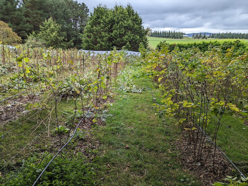 Plump Berries | 10 Devils Gate Rd, Barrington TAS 7306, Australia | Phone: 0488 605 893