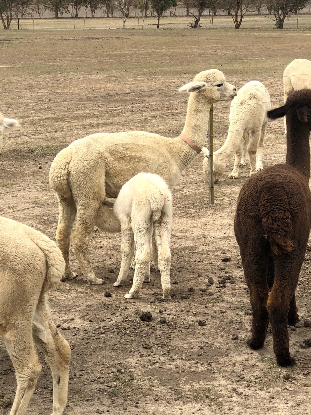 Marchmont Park Alpacas | food | 11366 Wee Jasper Rd, Yass NSW 2582, Australia | 0262262062 OR +61 2 6226 2062