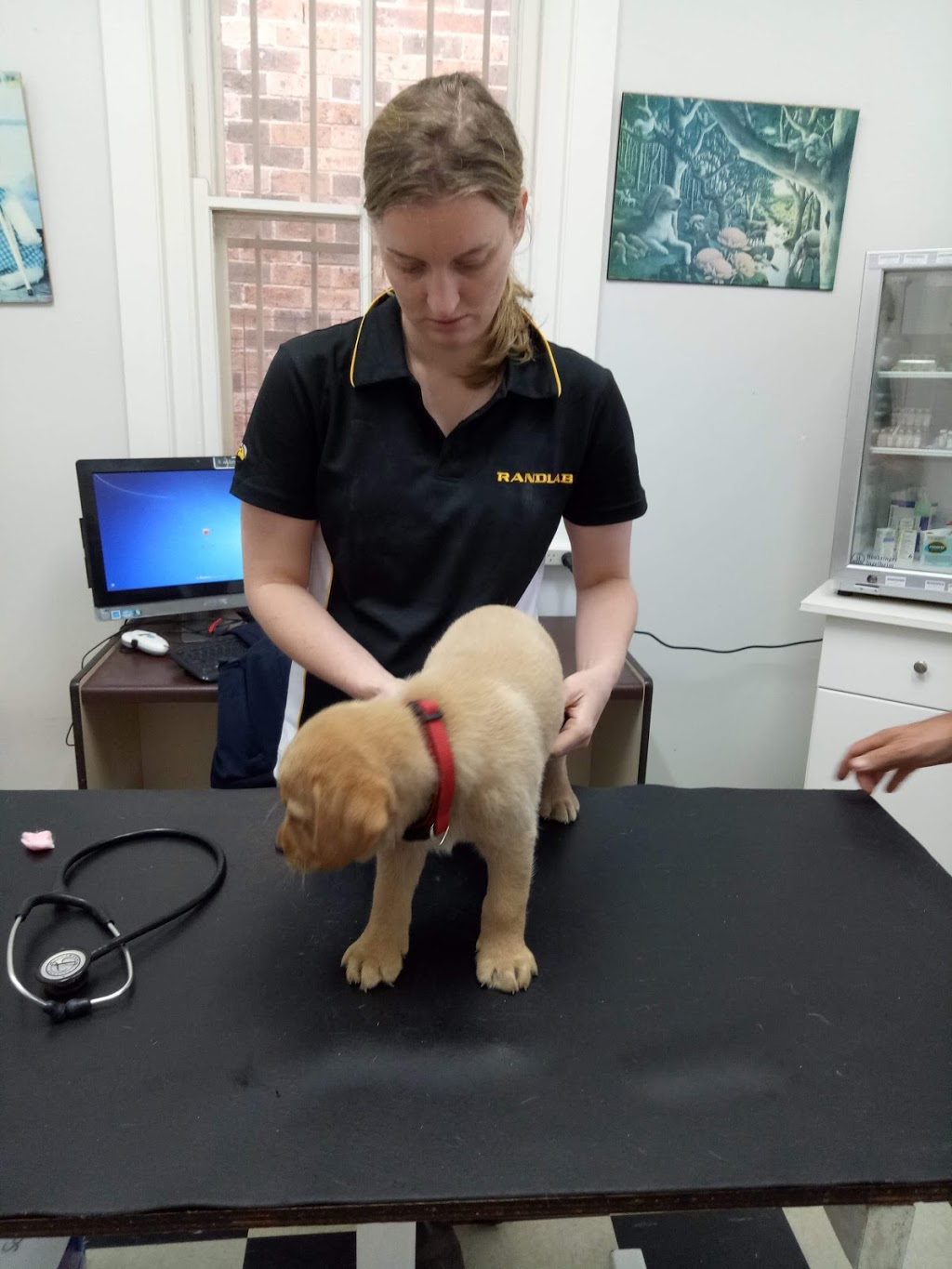 Lachlan Valley Vets | 50 Sherriff St, Forbes NSW 2871, Australia | Phone: (02) 6851 1100