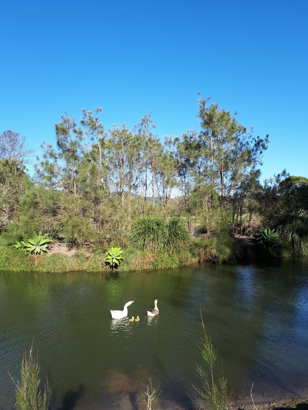 Mullumbimby Golf Club Ltd. | 1600 Coolamon Scenic Dr, Mullumbimby NSW 2482, Australia | Phone: (02) 6684 2273