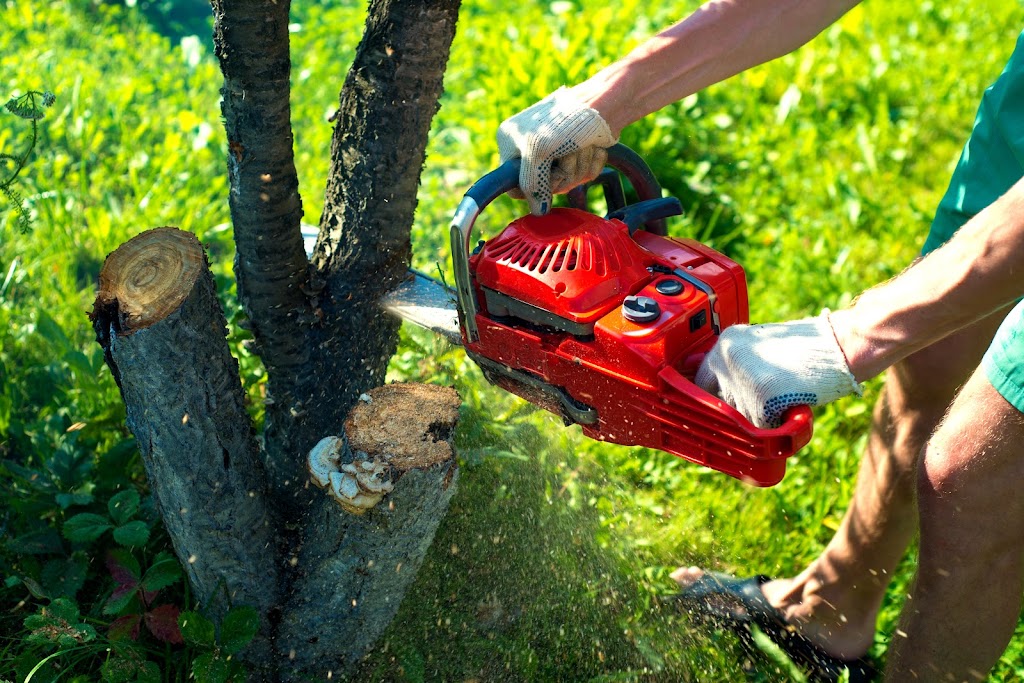 Cut Price Tree Service | Servicing Bankstown, Canterbury, Fairfield, Liverpool, Parramatta, Homebush Villawood, Guildford, Granville, Lidcombe, Merrylands, Auburn, Greystanes Cabramatta, Yagoona, Greenacre, Revesby, Strathfield, Milperra, 12 Badger Ave, Sefton NSW 2162, Australia | Phone: 0405 647 163