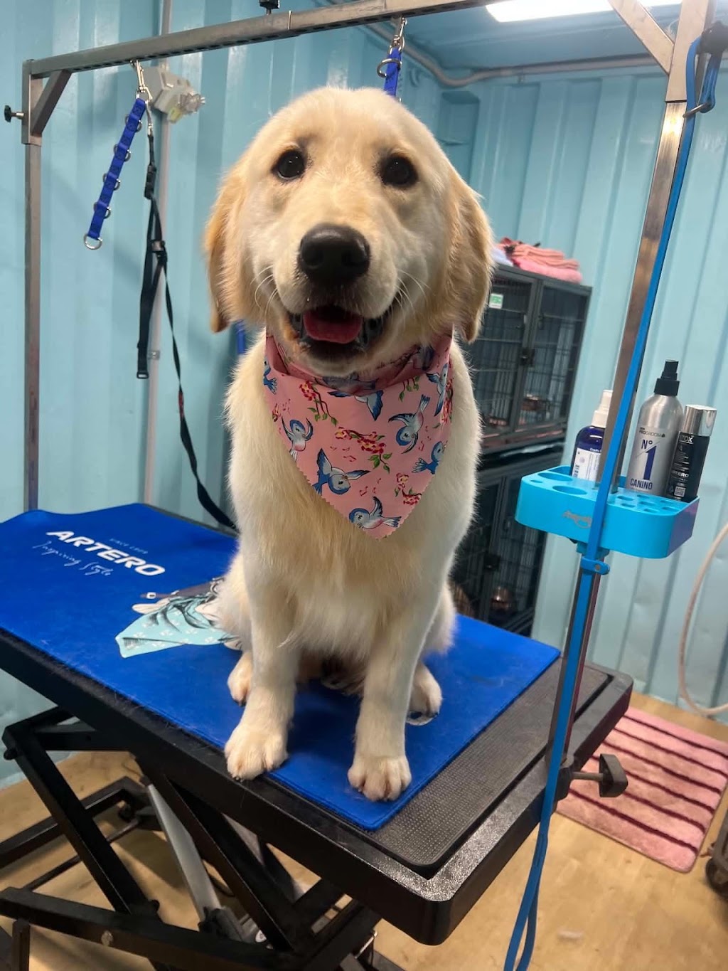Rivergum Pet Parlour | 106 Queen St, Redbournberry NSW 2330, Australia | Phone: 0458 406 230