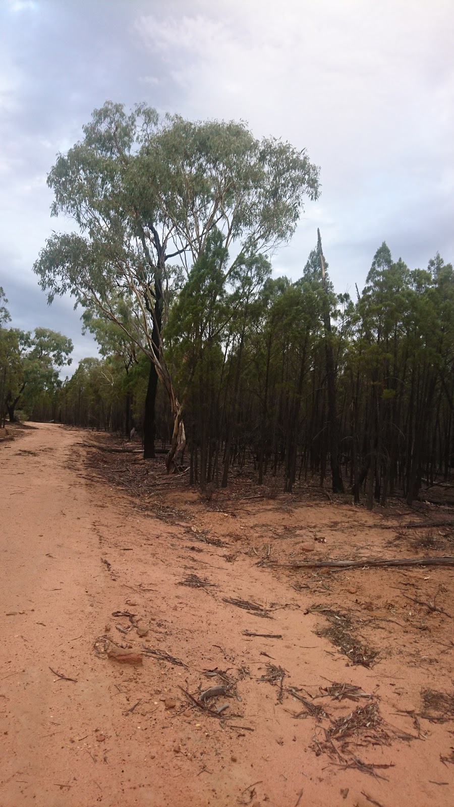 Sappa Bulga National Park | park | Dubbo NSW 2830, Australia