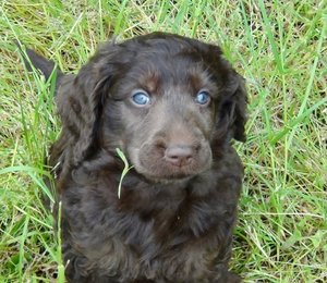 Gramayre Groodles and Poodles | 180 Fords Outlet Rd, Deans Marsh VIC 3235, Australia | Phone: 0448 528 000