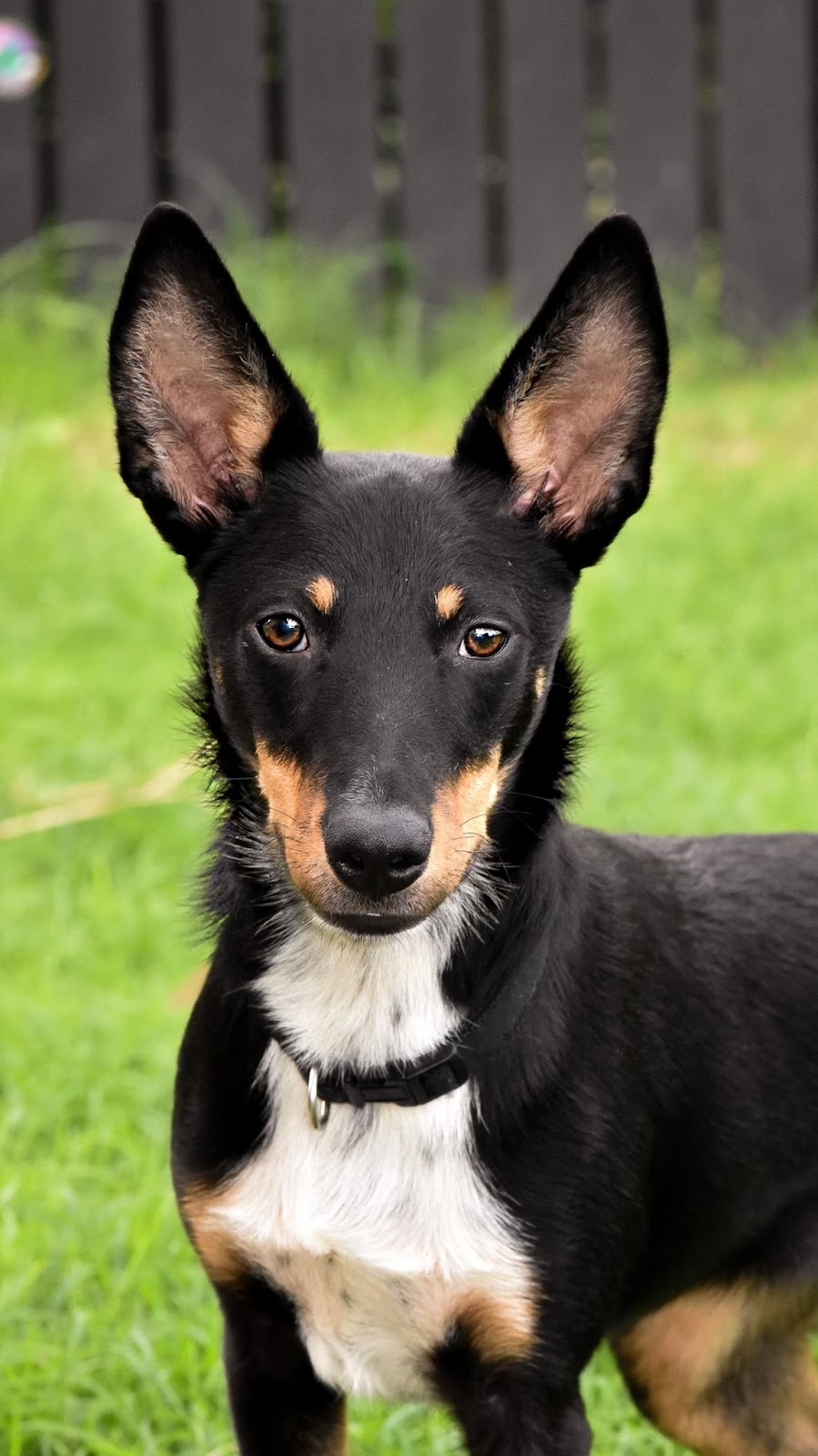 K9 Potential | 699 Cedar Creek Rd, Cedar Creek QLD 4520, Australia | Phone: 0401 935 750