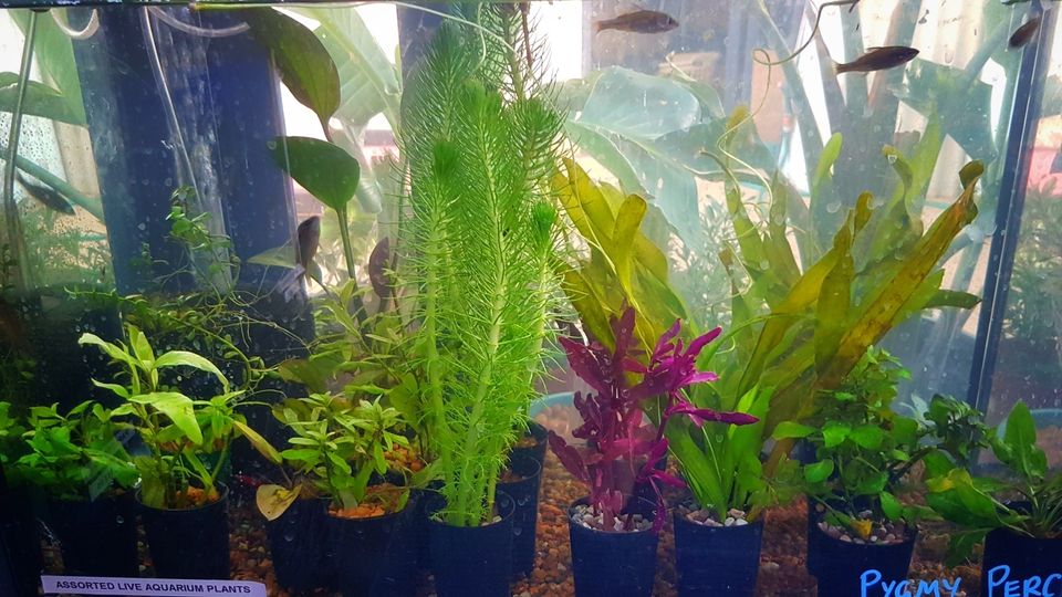 Jurien Heights Plant and Fish Nursery | pet store | 101 Valley View, Jurien Bay WA 6516, Australia | 0896521497 OR +61 8 9652 1497