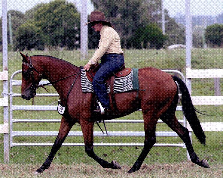 Barnier Equine Lodge |  | 607 Summerland Way, Carrs Creek NSW 2460, Australia | 0427431973 OR +61 427 431 973