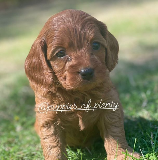 Puppies of Plenty |  | Yan Yean Rd, Plenty VIC 3090, Australia | 0414468792 OR +61 414 468 792