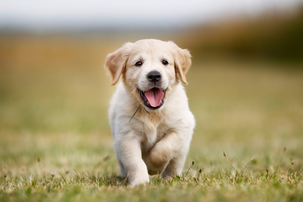 Riverside Goldens | 1711 Jervois Rd, Woods Point SA 5253, Australia | Phone: 0402 726 094