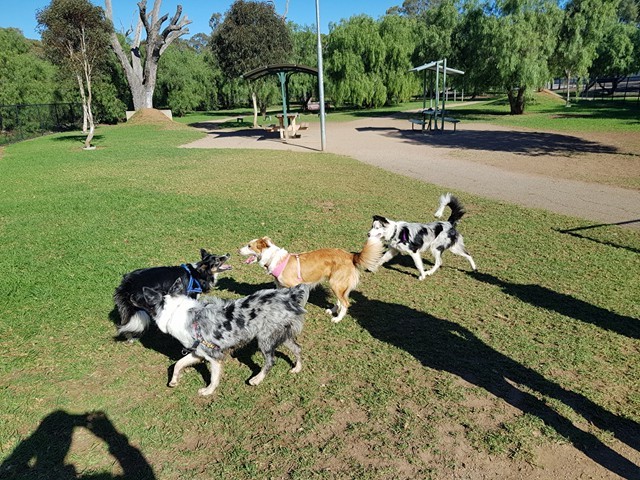 Mawson Lakes Dog Park | park | Dry Creek Linear Park, Park Way, Mawson Lakes SA 5095, Australia