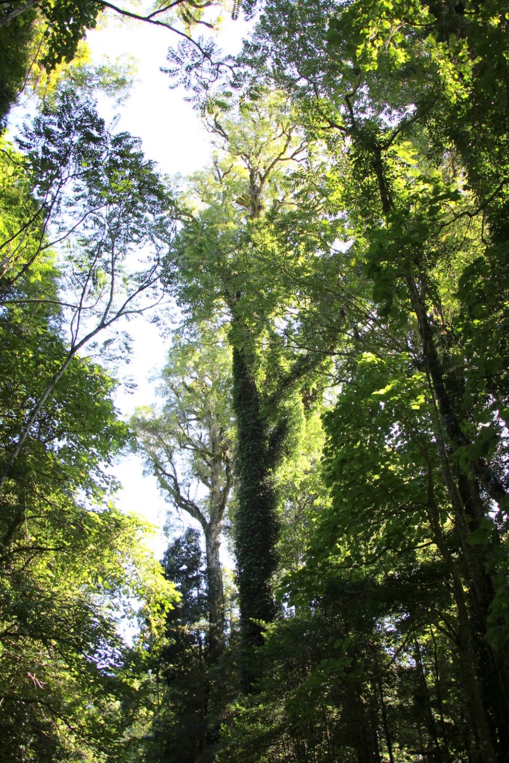 Gumbaynggirr National Park | park | Killiekrankie NSW 2449, Australia