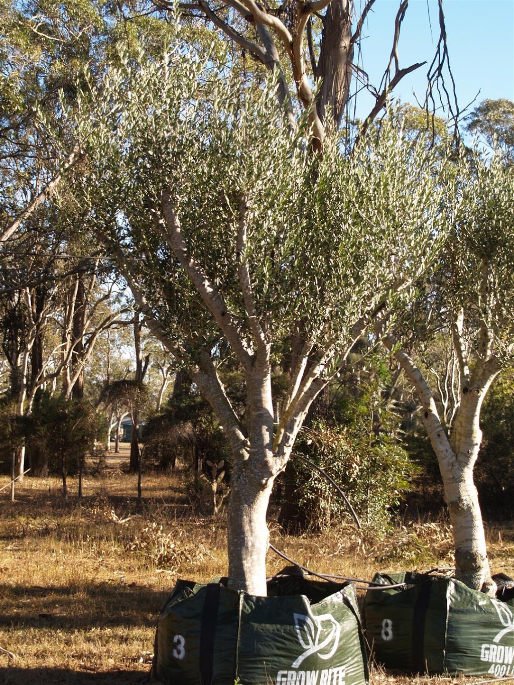 Australis Tree Farm Highfields | 432 Meringandan Rd, Kleinton QLD 4352, Australia | Phone: (07) 4696 8792