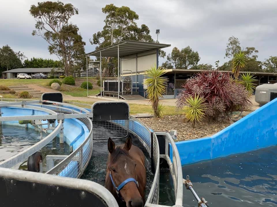 Swept By - Pre Training & Water Walking | 1370 Baxter-Tooradin Rd, Cannons Creek VIC 3977, Australia | Phone: 0409 997 134