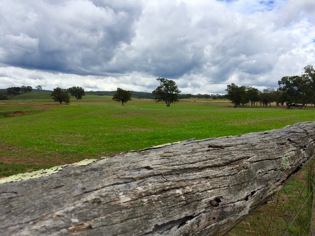 "Crowie" - Munmurra Angus |  | 1320 Durridgerie Rd, Turill NSW 2850, Australia | 0417322436 OR +61 417 322 436