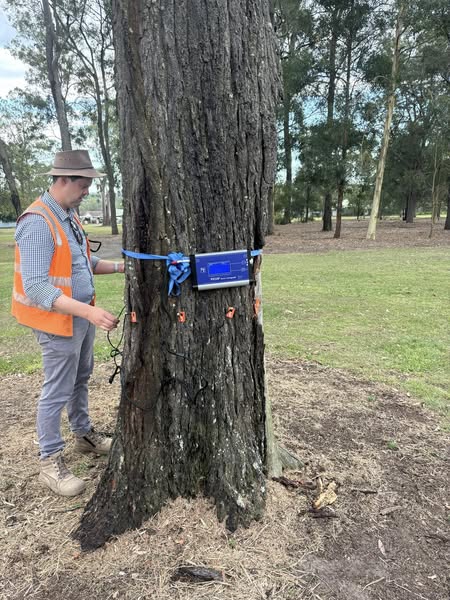 Tom Thumb Tree Works | 190 Woodlands Dr, Wamuran QLD 4512, Australia | Phone: (07) 5429 8318