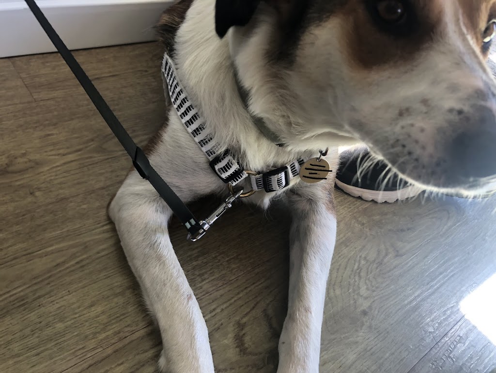 Jindera Pet Company | 2/97 Urana St, Jindera NSW 2642, Australia | Phone: 0429 496 950