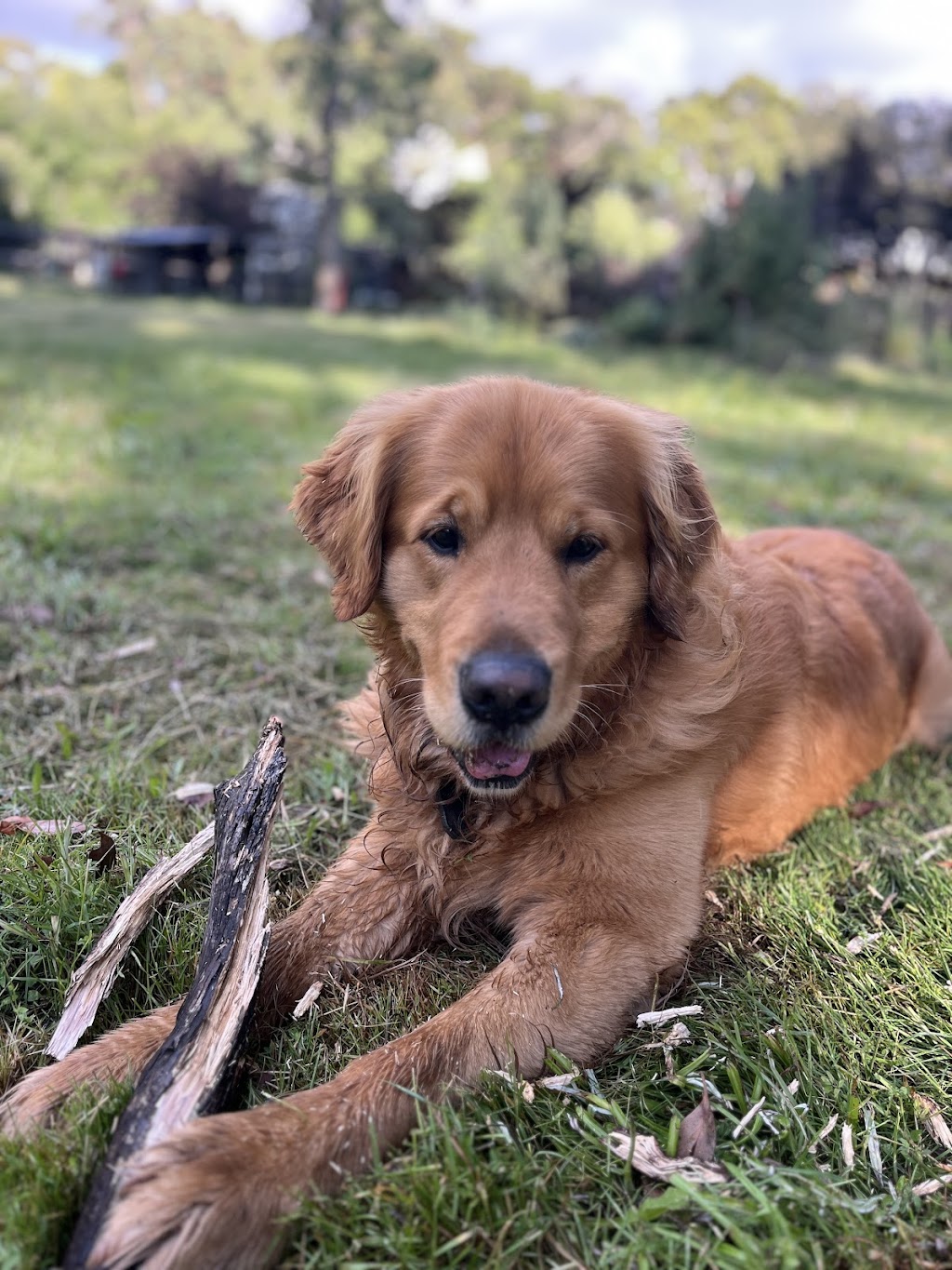Maple Gardens Pet Sitting | 62 Glenburnie Ave, Heathcote Junction VIC 3758, Australia | Phone: 0430 497 420