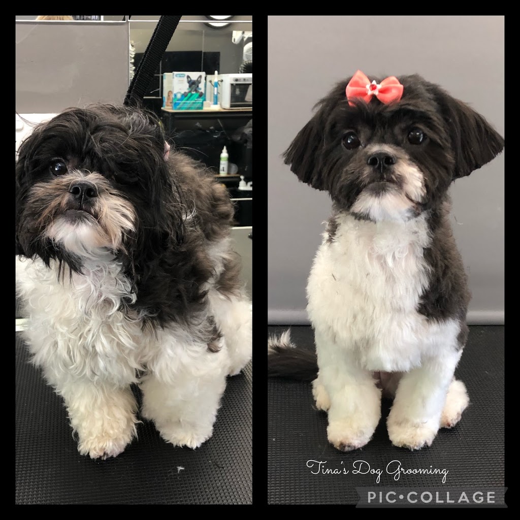 TINA’S DOG GROOMING |  | 81 Roberts Dr, Maudsland QLD 4210, Australia | 0432744956 OR +61 432 744 956