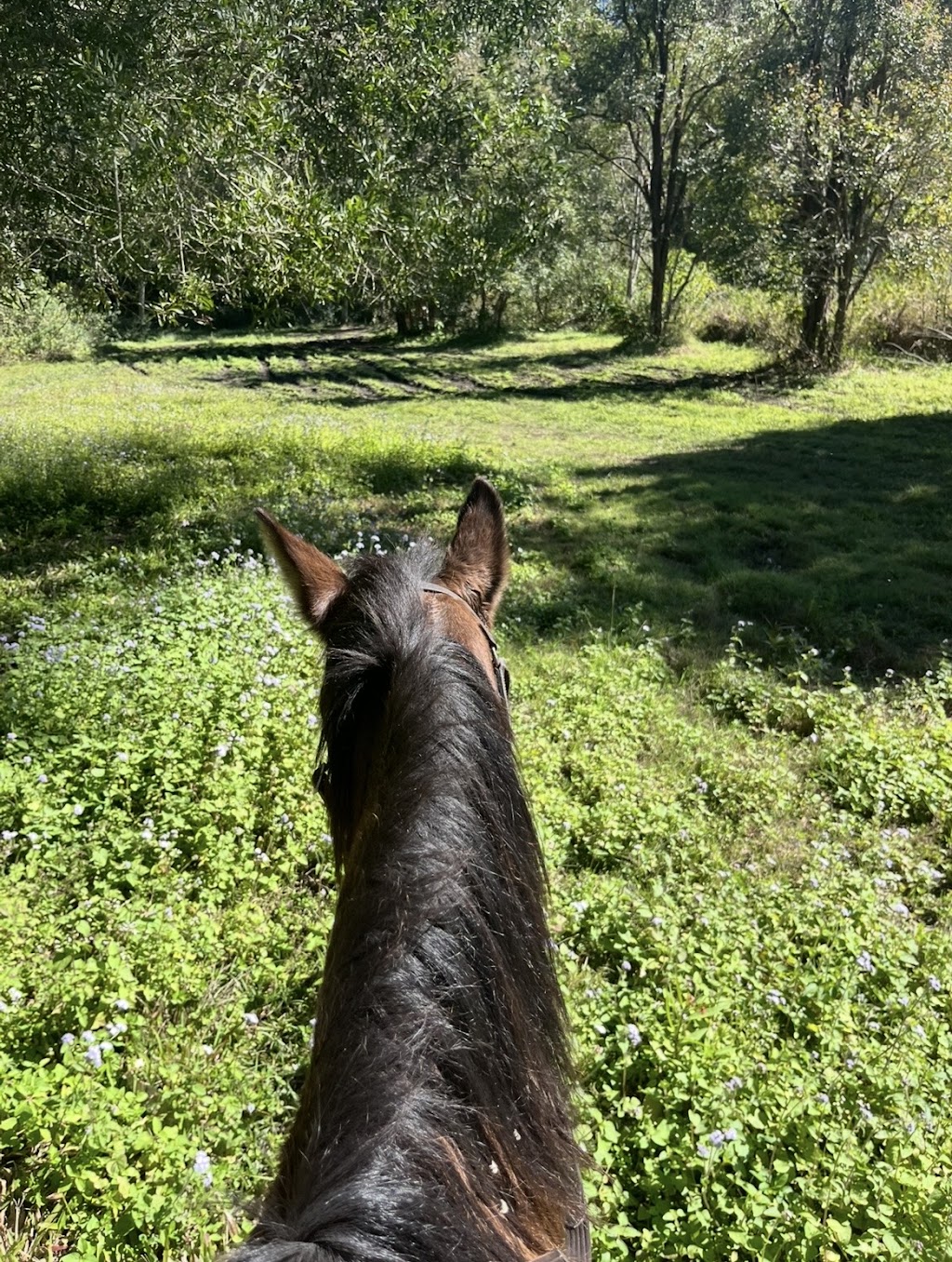 Dezigna Lodge Horsemanship | 1 Nonmus Rd, Stanmore QLD 4514, Australia | Phone: 0429 337 716