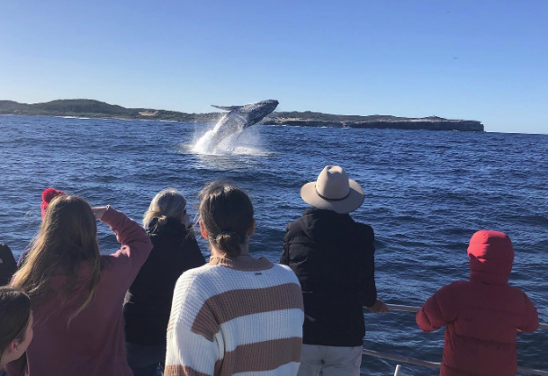 Cronulla Whale Watching | travel agency | Berth 2, 2 Tonkin St, Cronulla NSW 2230, Australia | 0455226227 OR +61 455 226 227