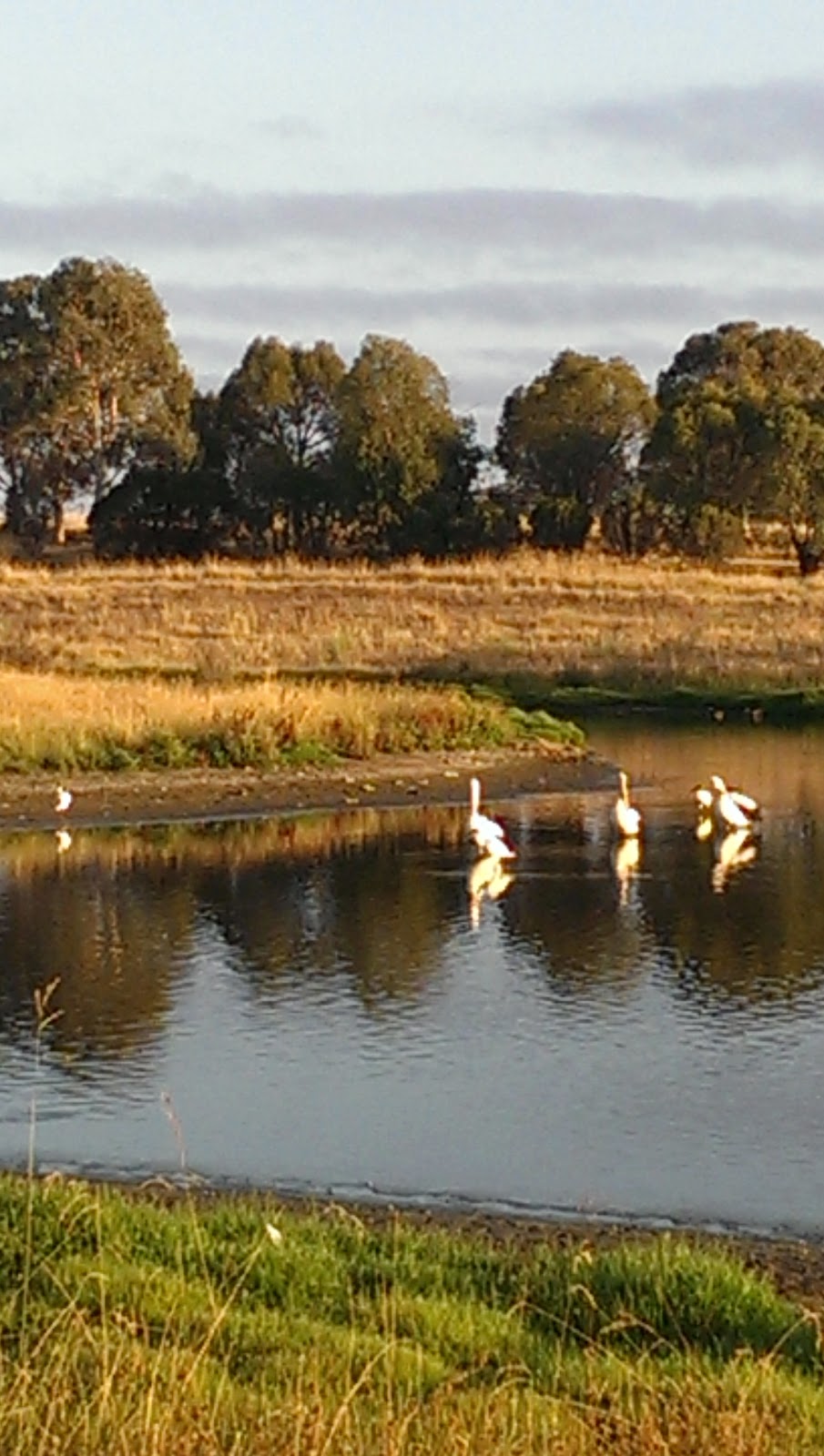 Jarramlee Pond | park | 30 Counihan Ct, Dunlop ACT 2615, Australia